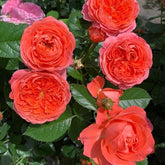Cherry blossom Rose